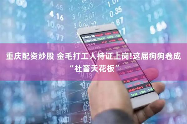 重庆配资炒股 金毛打工人持证上岗!这届狗狗卷成“社畜天花板”